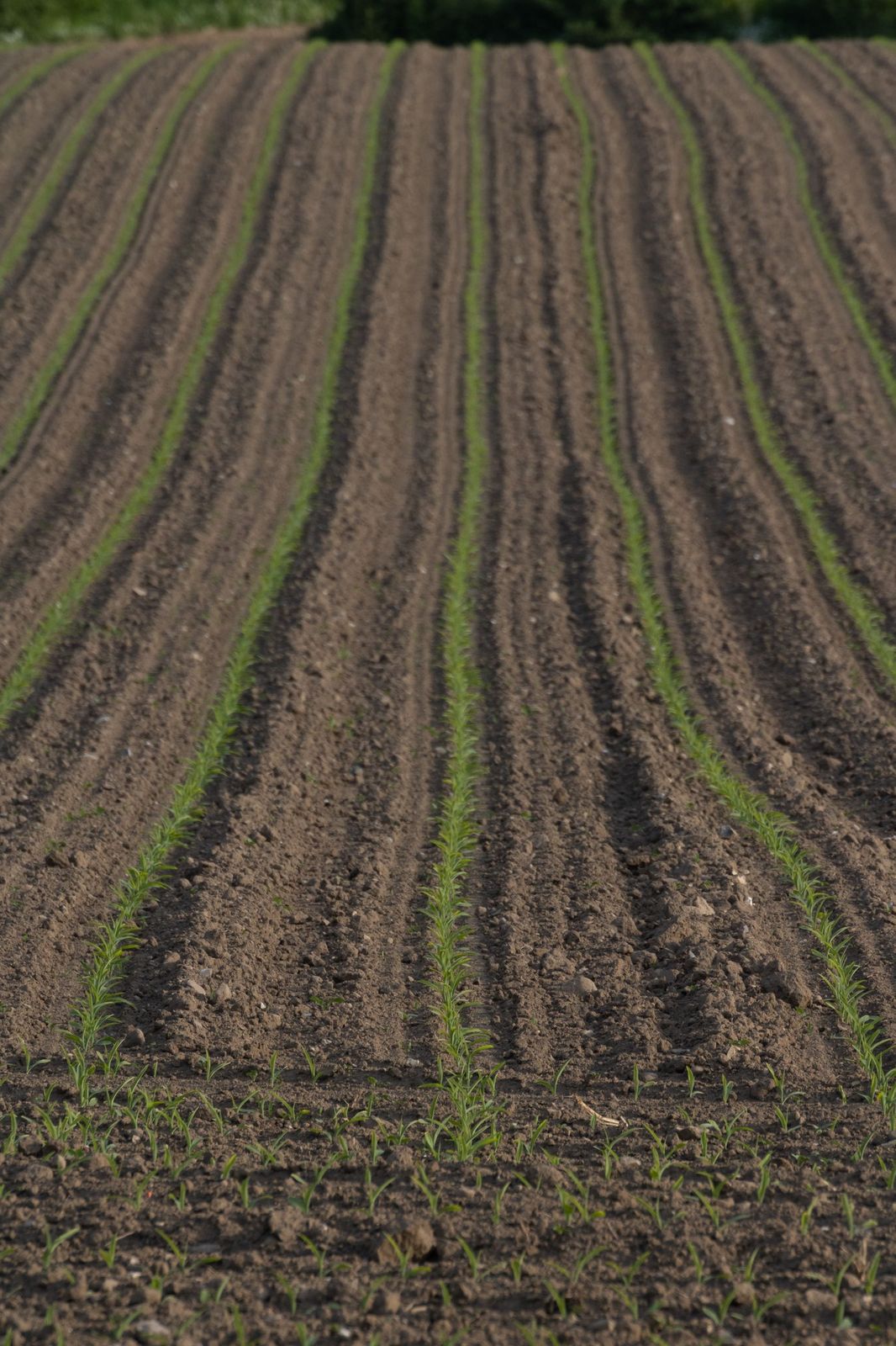 Predictive Agriculture